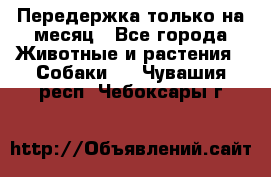 Передержка только на месяц - Все города Животные и растения » Собаки   . Чувашия респ.,Чебоксары г.